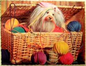Typical dog in yarn basket photograph.