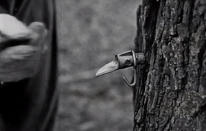 Maple syrup comes from trees. 