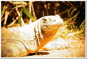 The famed "Caramel Dragon".