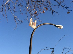 Beauty of the season