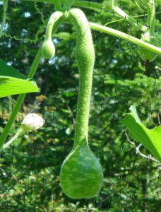 The majestic beauty of a dangling gourd.