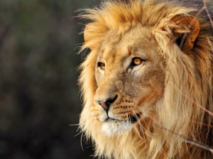 One of the lion pictures seized this morning.