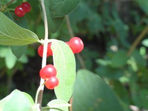 The mysterious berry from 'Pineapple Town' island