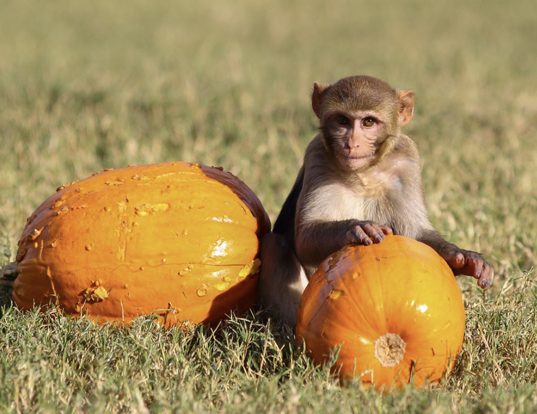 HEY! WANT A MONKEY? HEY! WANT A MONKEY?